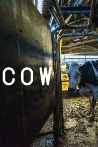 Cow 2022